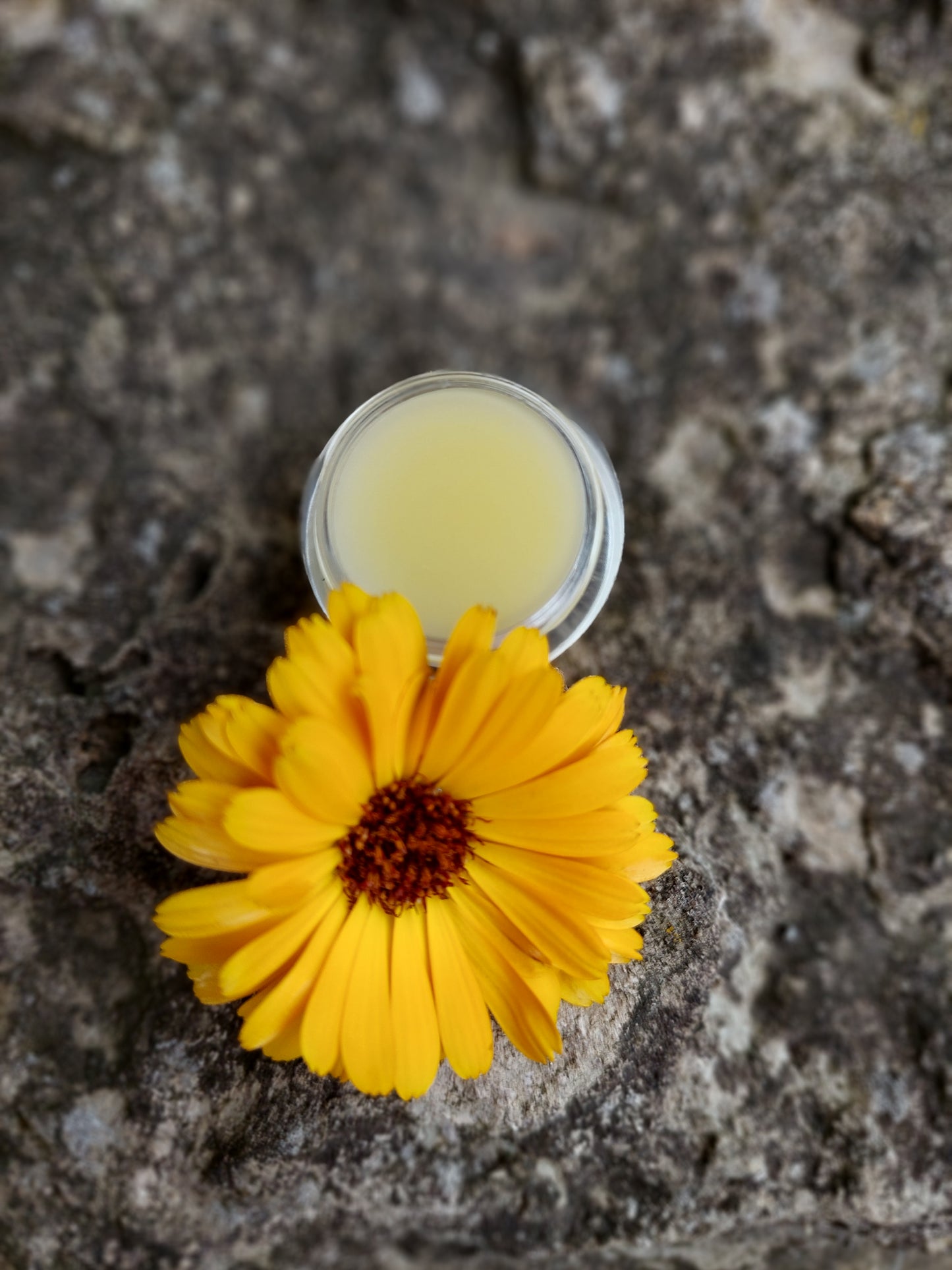 Calendula Lip Balm