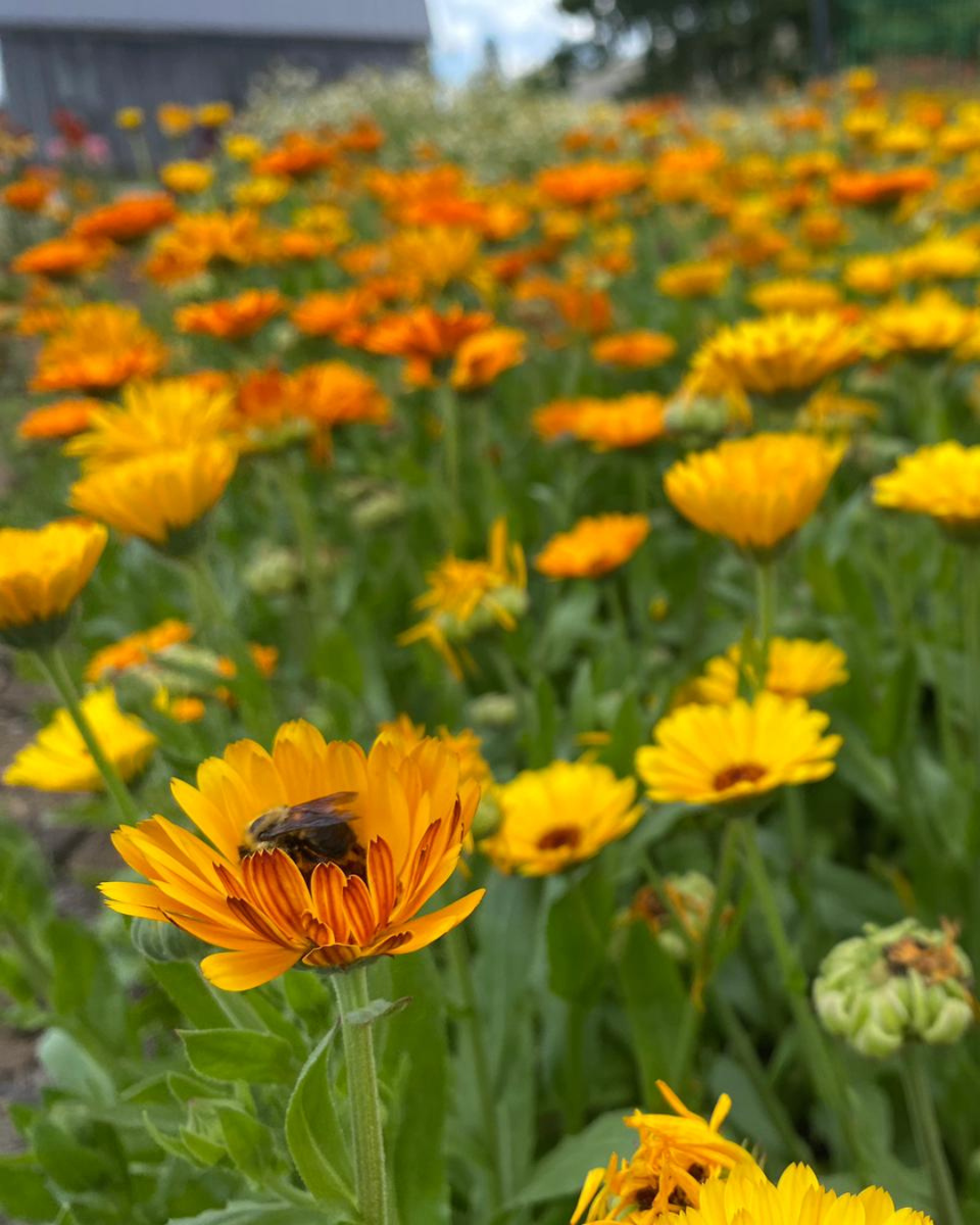 Calendula Salve