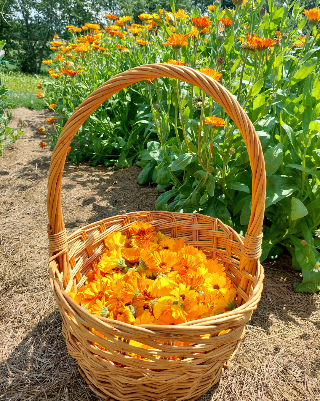 Calendula Salve