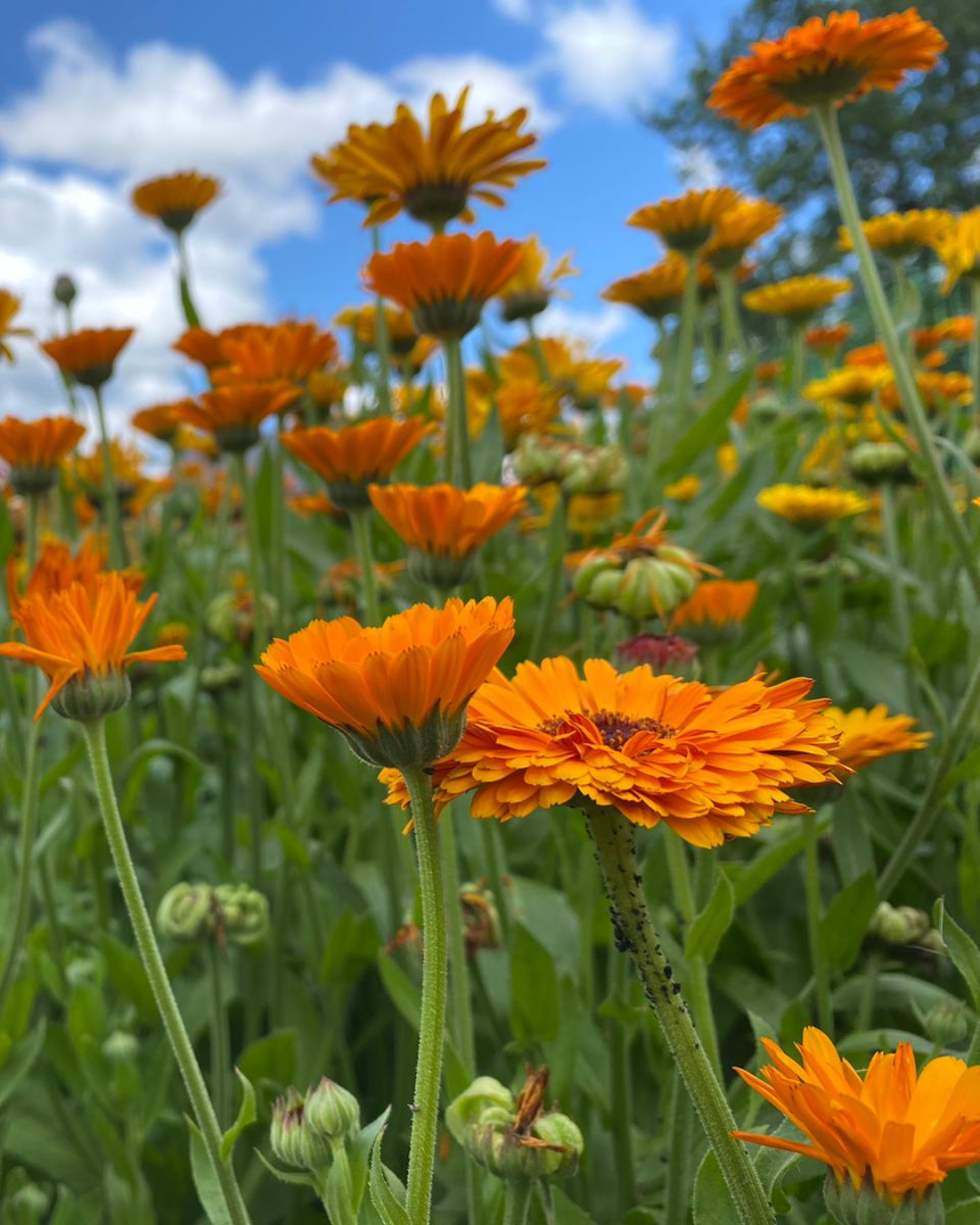 Calendula Salve